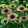 'Green Twister' Coneflower -Perennials Store 605 2479 popup