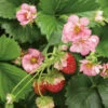 Berried Treasure® Pink Everbearing Strawberry 1 Berried Treasure® Pink Everbearing Strawberry -Perennials Store 608 fragaria berried treasure pink