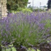 Phenomenal® Lavender -Perennials Store 60dc7bc97d050f75eb374f7b7ee5fd10