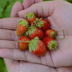 'Tristan' Everbearing Strawberry 5 'Tristan' Everbearing Strawberry -Perennials Store 611Fragariaananassa Tristan 2