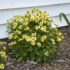 Uptick™ Cream & Red Tickseed -Perennials Store 613CoreopsisUPTICK Cream Red 1