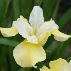 'Butter & Sugar' Siberian Iris -Perennials Store 619Irissibirica ButterandSugar 1