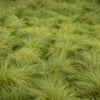 Prairie Dropseed 2 Prairie Dropseed -Perennials Store 620Sporobolusheterolepis 1