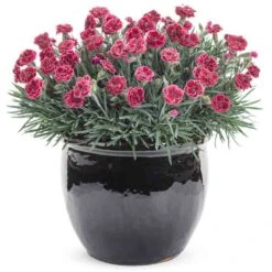 Fruit Punch® 'Black Cherry Frost' Dianthus -Perennials Store 634 2695 popup