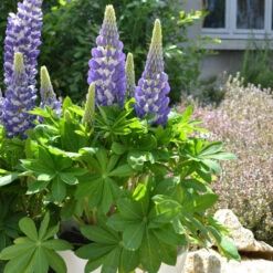 Mini Gallery™ Blue Bicolor Lupine -Perennials Store 636297d97b3e498ffe72e6cc797ad19e