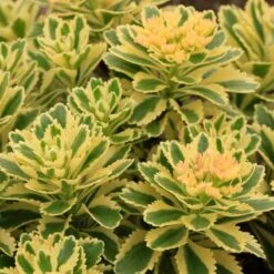Perennials Store 55 'Atlantis' Stonecrop