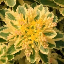 'Atlantis' Stonecrop -Perennials Store 639 2718 popup e5add1f9 3377 4841 ac33 76dffe76c01b