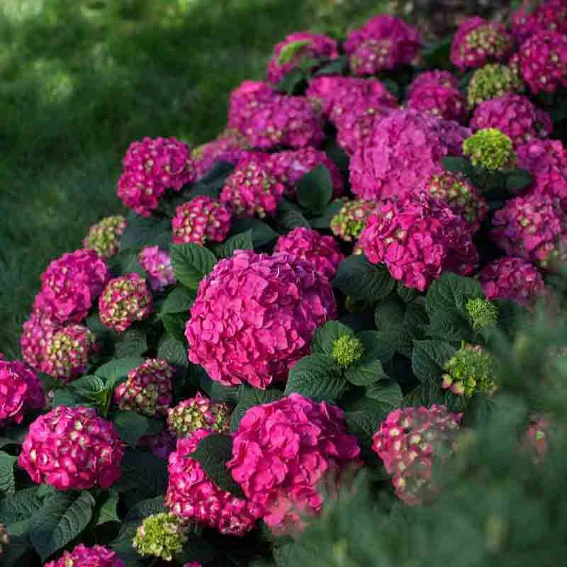 Endless Summer® Summer Crush® Bigleaf Hydrangea 7 Endless Summer® Summer Crush® Bigleaf Hydrangea - Image 5