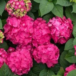 Endless Summer® Summer Crush® Bigleaf Hydrangea 11 Endless Summer® Summer Crush® Bigleaf Hydrangea -Perennials Store 640 2721 popup
