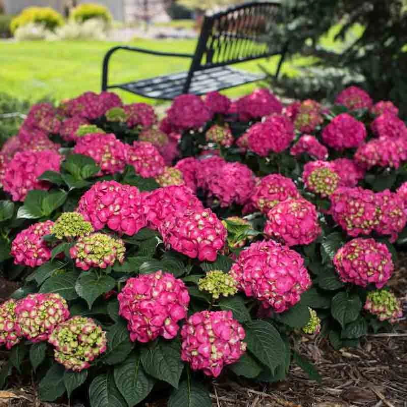 Endless Summer® Summer Crush® Bigleaf Hydrangea 3 Endless Summer® Summer Crush® Bigleaf Hydrangea