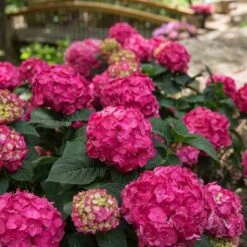 Endless Summer® Summer Crush® Bigleaf Hydrangea 10 Endless Summer® Summer Crush® Bigleaf Hydrangea -Perennials Store 640 2724 popup