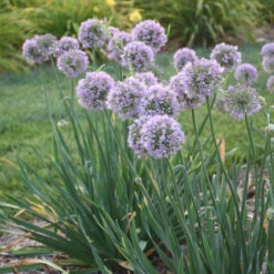 'Bubble Bath' Allium 9 'Bubble Bath' Allium -Perennials Store 658 Bubble Bath Allium 2