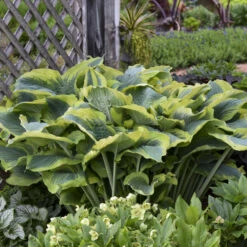 Shadowland® 'Seducer' Hosta -Perennials Store 6598ef6fe9ffaa880ffbbb5ef687e47e