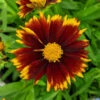 Uptick™ Red Tickseed -Perennials Store 660 Uptick Red Tickseed