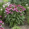 Color Coded® 'The Fuchsia Is Bright' Coneflower 1 Color Coded® 'The Fuchsia Is Bright' Coneflower -Perennials Store 661 Color Coded The Fuchsia Is Bright Coneflower 1