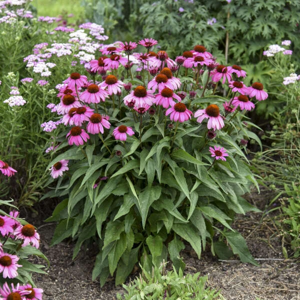 Color Coded® 'The Fuchsia Is Bright' Coneflower 3 Color Coded® 'The Fuchsia Is Bright' Coneflower