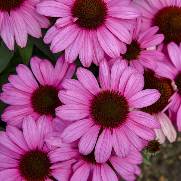 Color Coded® 'The Fuchsia Is Bright' Coneflower 5 Color Coded® 'The Fuchsia Is Bright' Coneflower - Image 3