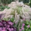 'Undaunted' Muhlygrass -Perennials Store 665 Undaunted Muhlygrass 1