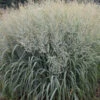 Prairie Winds® 'Niagara Falls' Switchgrass 1 Prairie Winds® 'Niagara Falls' Switchgrass -Perennials Store 666 Prairie Winds Niagara Falls Switchgrass 2