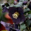 Honeymoon® New York Night Lenten Rose -Perennials Store 668 Honeymoon New York Night Lenten Rose 1