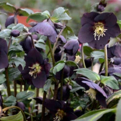 Honeymoon® New York Night Lenten Rose -Perennials Store 668 Honeymoon New York Night Lenten Rose 3
