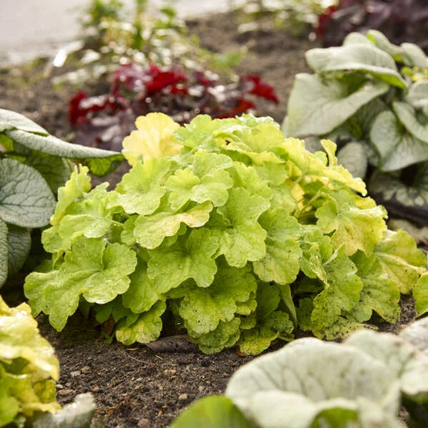 Primo® Pistachio Ambrosia Coral Bells 5 Primo® Pistachio Ambrosia Coral Bells - Image 3