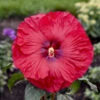 Summerific® 'Valentine's Crush' Perennial Hibiscus 1 Summerific® 'Valentine's Crush' Perennial Hibiscus -Perennials Store 671 Summerific Valentine s Crush Prennial Hibiscus 2