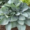Shadowland® 'Above The Clouds' Hosta -Perennials Store 672 Shadowland Above The Clouds Hosta 1