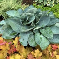 Shadowland® 'Above The Clouds' Hosta -Perennials Store 672 Shadowland Above The Clouds Hosta 3