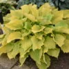 Shadowland® 'Echo The Sun' Hosta -Perennials Store 673 Shadowland Echo The Sun Hosta 2