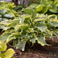 Shadowland® 'Voices In The Wind' Hosta -Perennials Store 675 Shadowland Voices In The Wind Hosta 4
