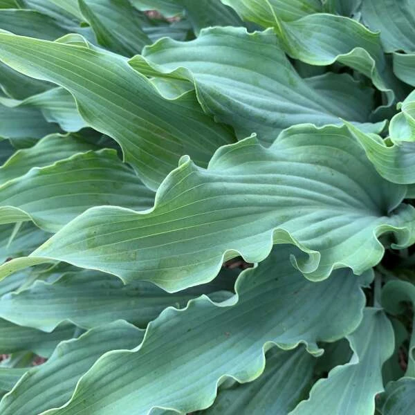'Wild Imagination' Hosta 4 'Wild Imagination' Hosta - Image 2
