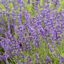 'Imperial Gem' Lavender -Perennials Store 677 Imperial Gem Lavender 3