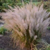 Korean Feather Reed Grass -Perennials Store 678764180fd11df8c043486fbab8abf6