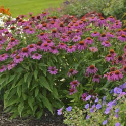 PowWow® Wild Berry Coneflower 11 PowWow® Wild Berry Coneflower -Perennials Store 67e5e69a254d934546bfa5ca86736fa0