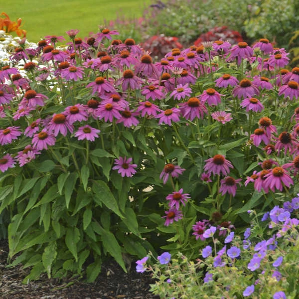 PowWow® Wild Berry Coneflower 7 PowWow® Wild Berry Coneflower - Image 5