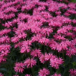 Upscale™ 'Pink Chenille' Bee Balm -Perennials Store 681 Monarda Pink Chenille Bee Balm 3