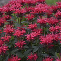 Upscale™ 'Red Velvet' Bee Balm