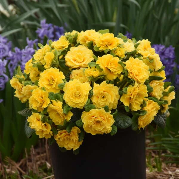 Prima Belarina® 'Spring Sun' Primrose 4 Prima Belarina® 'Spring Sun' Primrose - Image 2