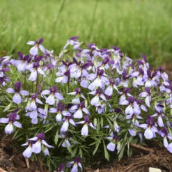 'Eco Artist Palette' Birdfoot Violet -Perennials Store 686 Eco Artist Palette Perennial Violet 2