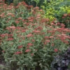'Sassy Summer Sangria' Yarrow -Perennials Store 687 Sassy Summer Sangria Yarrow 1