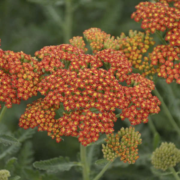'Sassy Summer Sunset' Yarrow 4 'Sassy Summer Sunset' Yarrow - Image 2