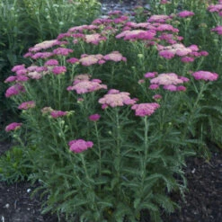Perennials Store -Perennials Store 689 Sassy Summer Taffy Yarrow 1