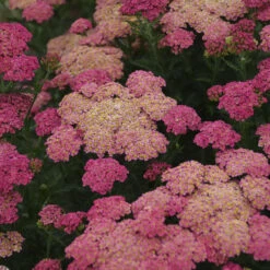 Perennials Store 18 'Sassy Summer Taffy' Yarrow
