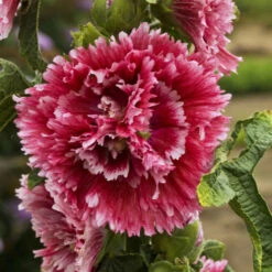 'Fiesta Time' Hollyhock -Perennials Store 693 Fiesta Time Hollyhock 1