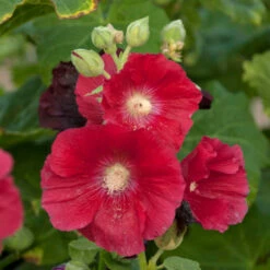 'Mars Magic' Hollyhock 7 'Mars Magic' Hollyhock -Perennials Store 694 Mars Magic Hollyhock 2