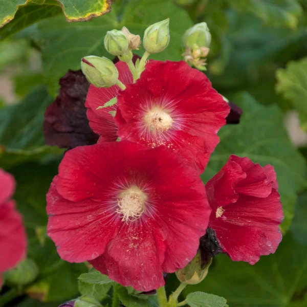 'Mars Magic' Hollyhock 5 'Mars Magic' Hollyhock - Image 3