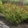Decadence® 'Cherries Jubilee' False Indigo -Perennials Store 697 Decadence Cherries Jubilee False Indigo 1
