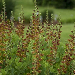Decadence® 'Cherries Jubilee' False Indigo -Perennials Store 697 Decadence Cherries Jubilee False Indigo 4