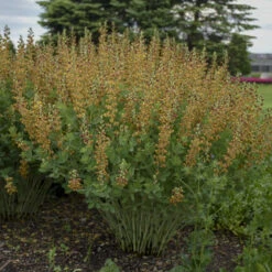 Decadence® 'Cherries Jubilee' False Indigo -Perennials Store 697 Decadence Cherries Jubilee False Indigo 5